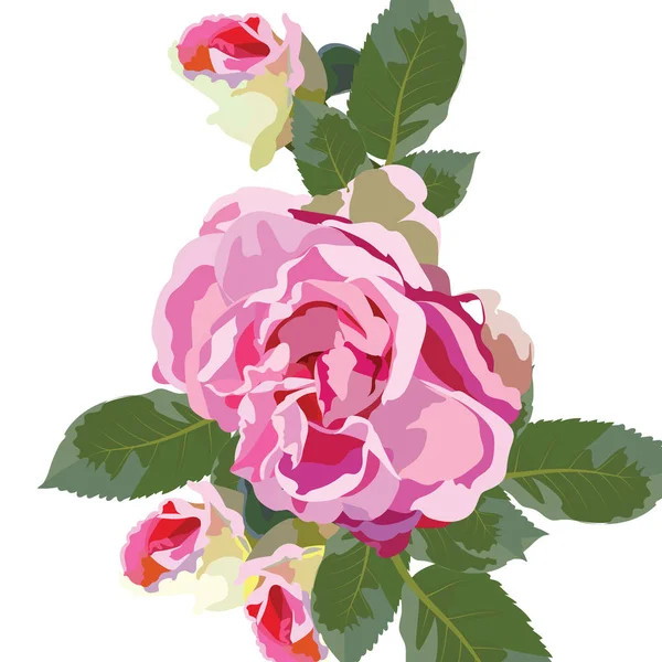 Vintage acuarela rosa flores aisladas — Vector de stock