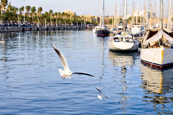 Port Vell bei Sonnenuntergang. Möwen fliegen. Bootsjachten und Palmen. schöner ruhiger blick rambla de mar barcelona, spanien — Stockfoto