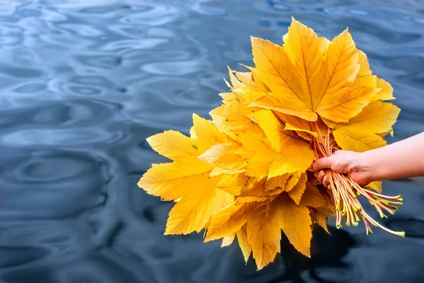 カラフルな秋カエデの葉の花束 — ストック写真