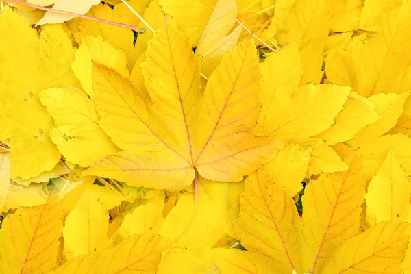 Herbst gelbe Ahornblätter aus nächster Nähe — Stockfoto