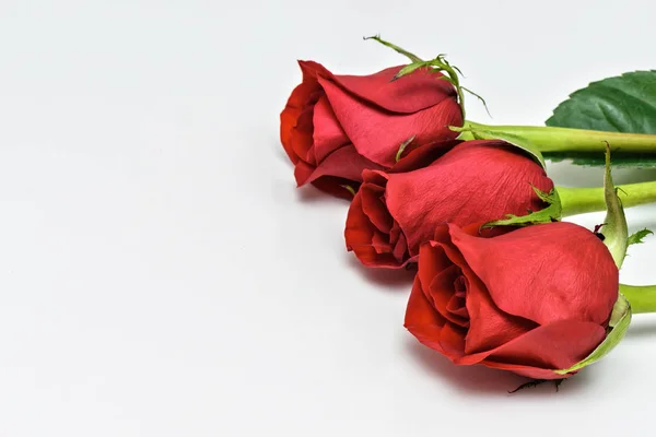 Rosas rojas sobre fondo blanco. Composición romántica para San Valentín, Aniversario, Eventos. Lugar para el texto — Foto de Stock