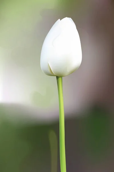 White Tulip kwiat kwitnąć ilustracji wektorowych. Piękna wiosna pocztówka na wesela, urodziny, rocznicę. Ilustracja wektorowa — Wektor stockowy
