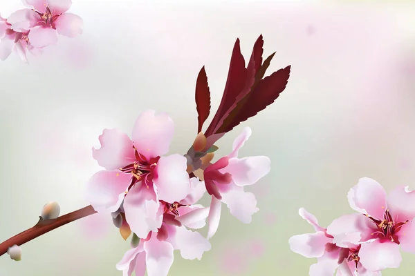 Ramo de flor de cerejeira. Primavera delicadas flores fundo. Lugar para SMS. Ilustração vetorial — Vetor de Stock