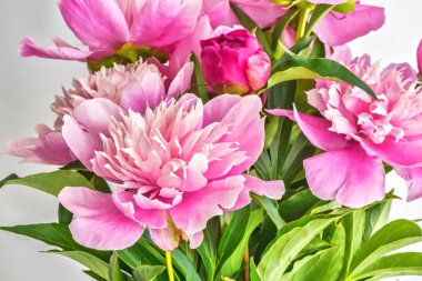 Şakayık çiçekleri buketi. Bahar taze doğal kompozisyon