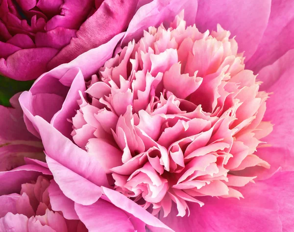 Peony flowers bouquet. Springtime fresh natural composition — Stock Photo, Image