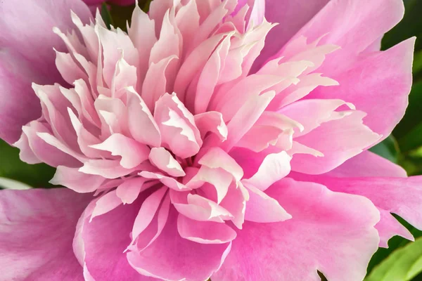 Bouquet de fleurs pivoines. Composition naturelle fraîche printanière — Photo