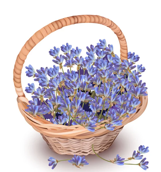 Lavendel in einem Korbvektor. schöne realistische Blumen Dekor. Frühling Sommer frische natürliche Komposition Provence-Stil — Stockvektor