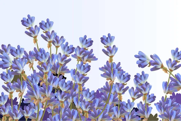 Λεβάντα σε άσπρο φόντο. Διάνυσμα λεπτομερείς ρεαλιστική λουλούδια — Διανυσματικό Αρχείο