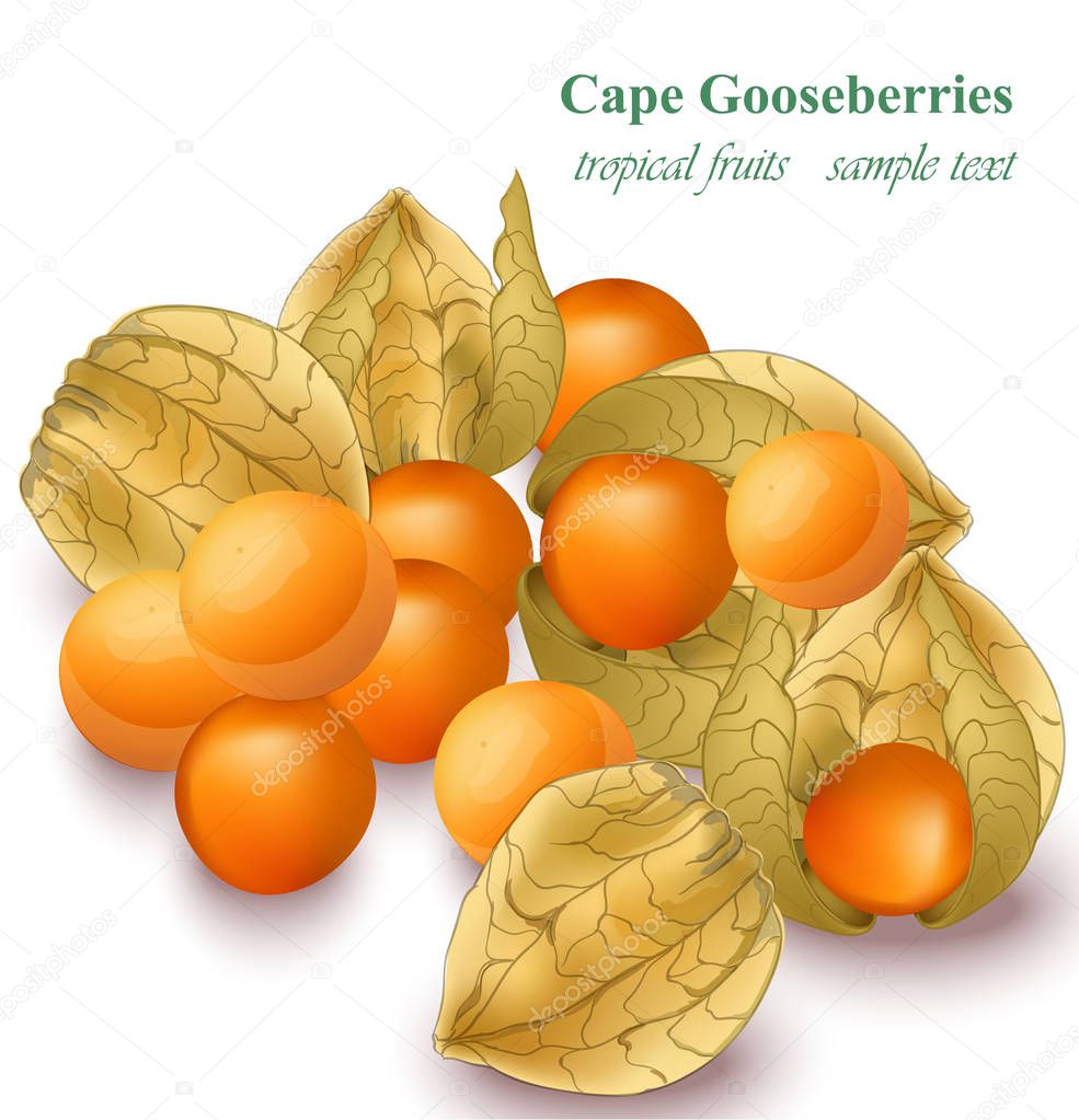 Cape gooseberries realistic Vector isolated on white background