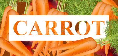 Havuç metin arka plan. Gerçekçi illüstrasyon vektör şablon ayrıntılı