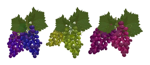 Ensemble de raisins isolé sur fond blanc Vecteur — Image vectorielle