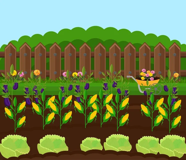 Mısır hasat Bahçe vektör. Kırsal arka plan illüstrasyon