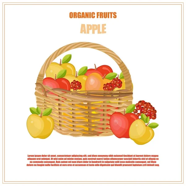 Apfelfrüchte in einem Korb Herbsternte. Vektor für saisonale Vorlagen — Stockvektor