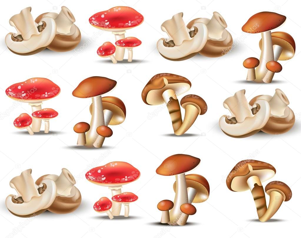 Mushrooms set collection Vector. Autumn harvest