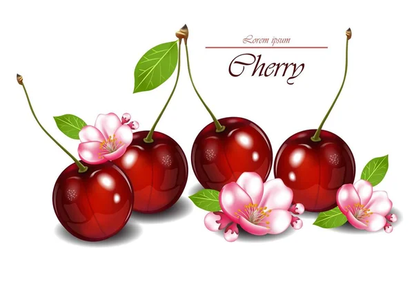 Cherry fruits with flowers Vector realistic detailed illustrations — Stock Vector