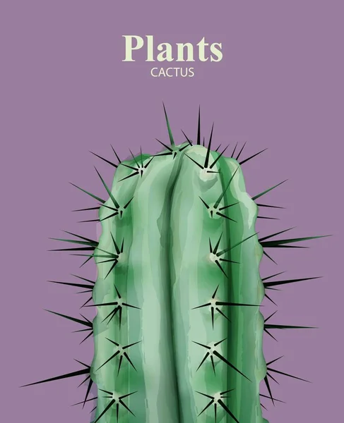 Planta de cactus de cerca Vector ilustración detallada — Vector de stock