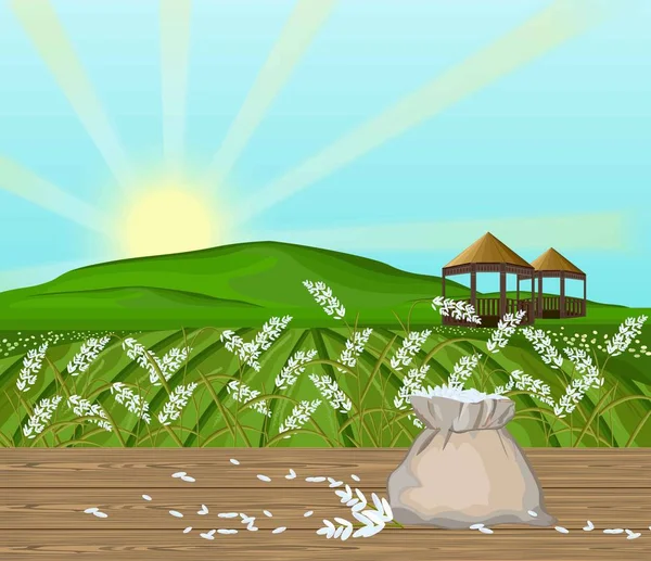 Reisfelder Landschaftsvektor. Sonnenschein im Hintergrund — Stockvektor