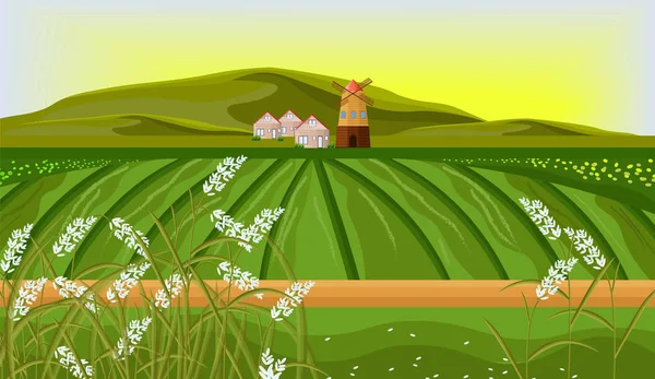 Rice fields farm landscape Vector. Sunshine background illustrations — Stock Vector