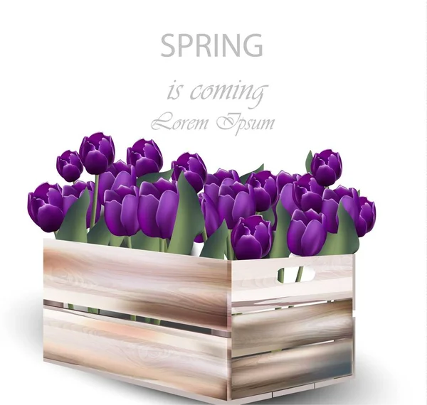 Violette Tulpenblumen Box Vektor Illustration. Frühling realistische Karten Hintergründe — Stockvektor