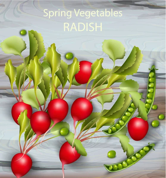 Radijs en groene erwten houten achtergrond bovenop. Vectorillustratie realistische groenten — Stockvector