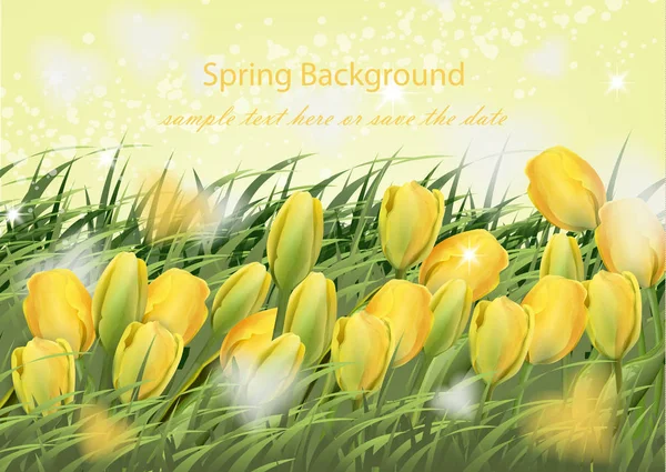 Yellow Tulip flowers and green grass Vector spring background. Realistic — Stock Vector