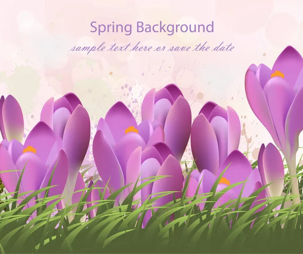 Весенний фон с фиолетовыми тюльпанами Vector. Акварельные цветы и зеленая трава. Прекрасные приветственные красочные иллюстрации брызг красок — стоковый вектор