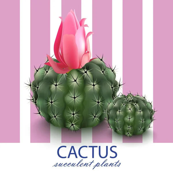 Cactus rose fond abstrait Illustrations vectorielles — Image vectorielle