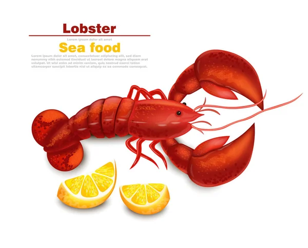 Lobster Vector realistic isolated. Fresh Detailed seafood 3d illustrations — Stock Vector