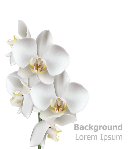 Fleurs d'orchidée blanche réaliste vecteur. Illustration 3D isolée sur fond blanc — Image vectorielle