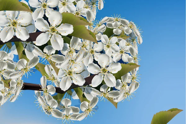 Cherry bloemen tak dicht omhoog Vector realistisch. Prachtige lente achtergrond 3d illustraties — Stockvector