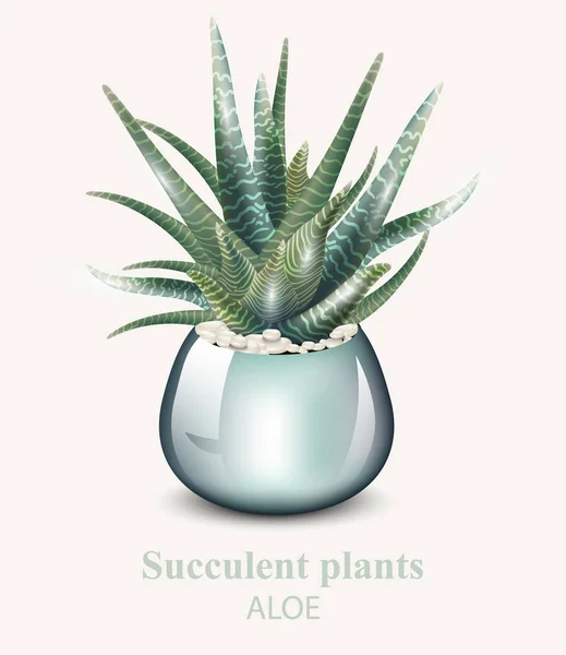 Aloe vera növény vektor. 3D részletes illusztráció tervek — Stock Vector