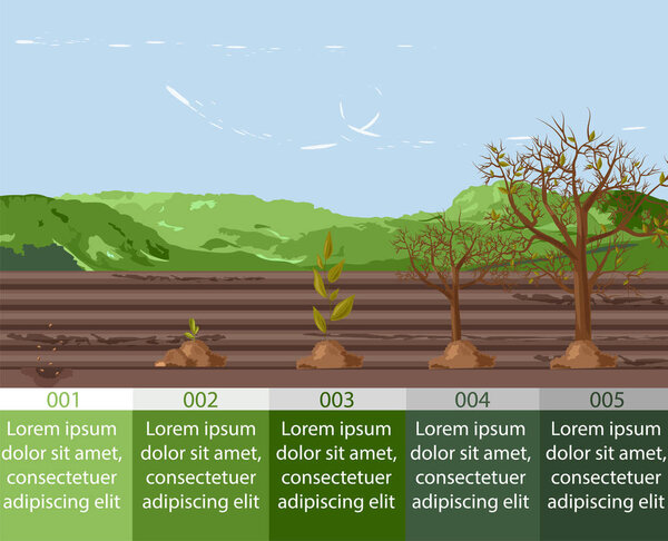 Five growth stages of a seed to tree form