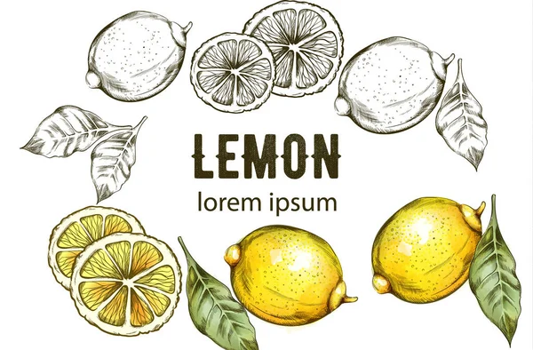 Yeşil yapraklı sarı limonlar. — Stok Vektör