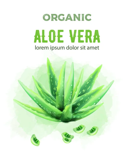 Organikus zöld akvarell Aloe Vera növény — Stock Vector