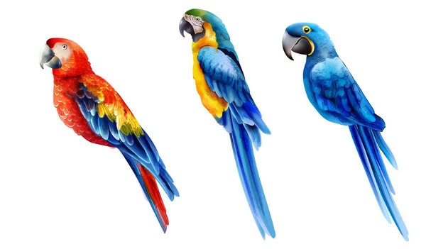Set of colorful watercolor parrots in different coloration — Stock Illustration Set of colorful watercolor parrots in different coloration Royalty Free Stock Vectors
