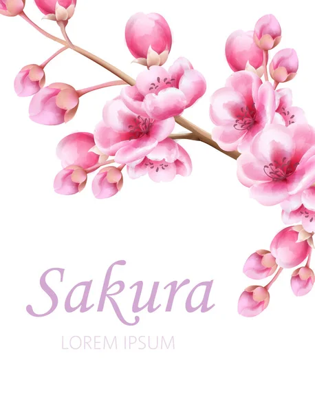 Sakura bloemen op tak in aquarelstijl. Plaats voor tekst — Stockvector
