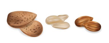 Badem fıstığı çiğ ve soyulmuş Vektör gerçekçi set. 3D ayrıntılı çizimler