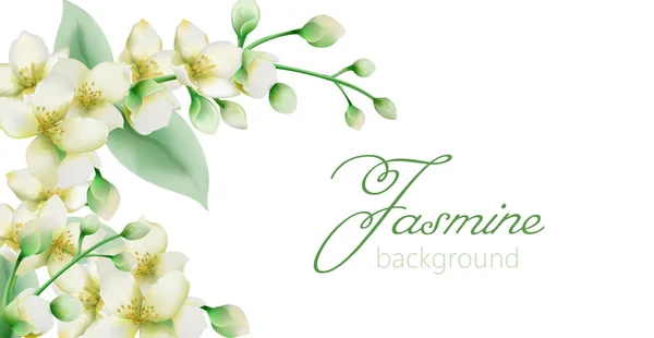 Bannière de fleurs de jasmin vert aquarelle avec place pour le texte — Image vectorielle
