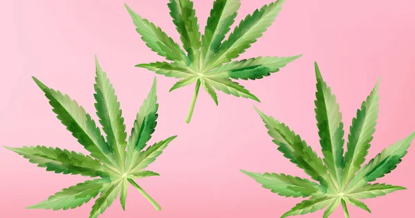 Aquarel marijuana cannabis bladeren op paarse achtergrond — Stockvector