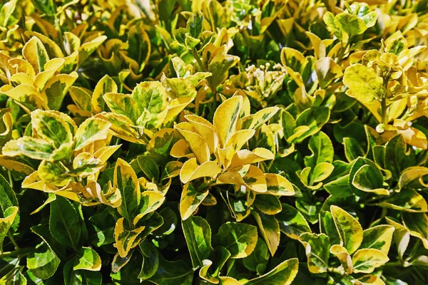 Sarı ve yeşil bitkilerin yatak