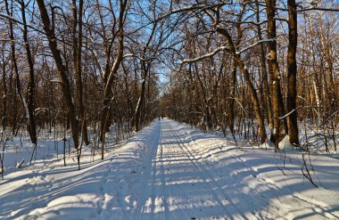 country kayak kış ormanda