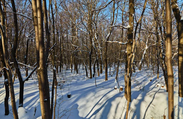 En el bosque de invierno — Foto de Stock