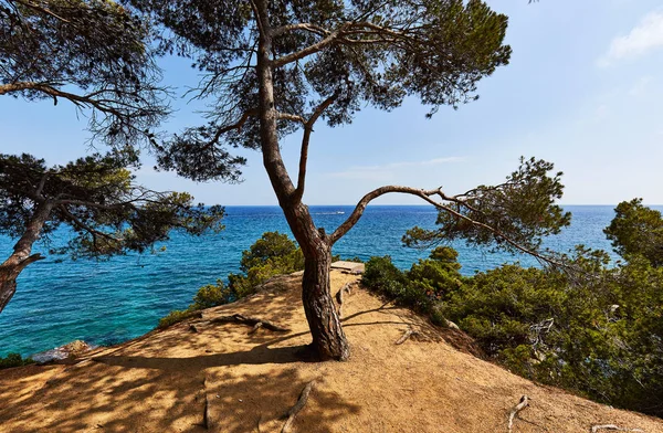 Krásné borovice nad Středozemním mořem — Stock fotografie