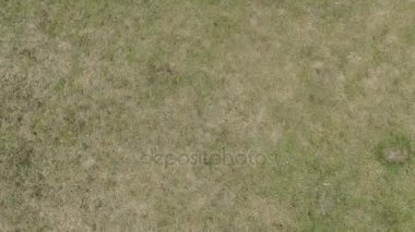 Bir çim sahada açılış