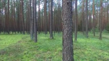 Ormandaki ağaçlar arasında uçuş 