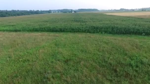 Vliegen Over het maïsveld — Stockvideo
