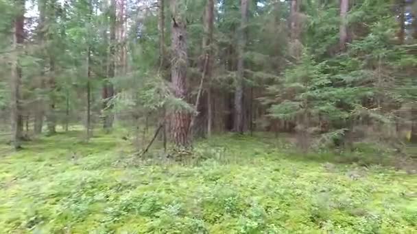 vol entre les arbres dans la forêt  