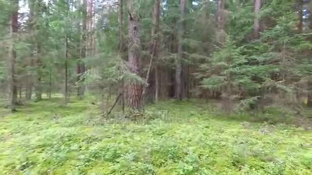 Vuelo entre árboles en el bosque — Vídeo de stock