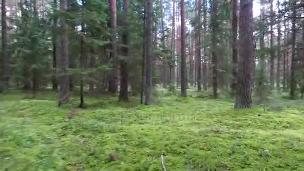Vuelo entre árboles en el bosque — Vídeo de stock
