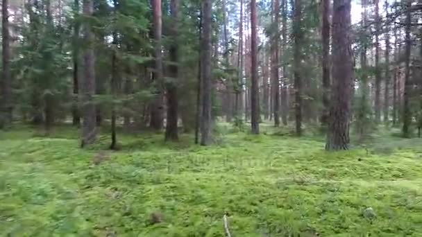 Flyg mellan träden i skogen — Stockvideo